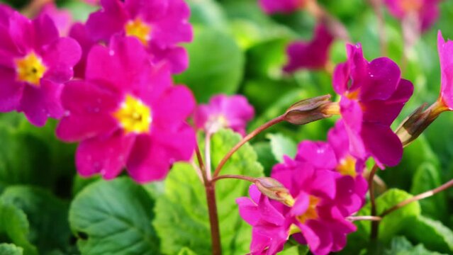 Easter concept. Primrose Primula with pink flowers in flowerbed in spring time. Inspirational natural floral spring or summer blooming garden or park. Hello spring