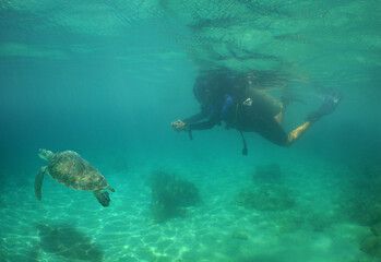 diving with a sea turtle in the caribbean sea