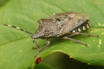 Detailed Closeup on an adult mottled shieldbug, Rhaphigaster nebulosa sitting on a green leaf