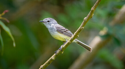 White-crested Tyrannulet (Serpophaga subcristata)
