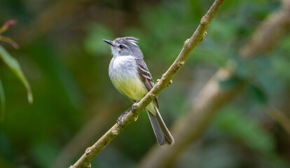 White-crested Tyrannulet (Serpophaga subcristata)
