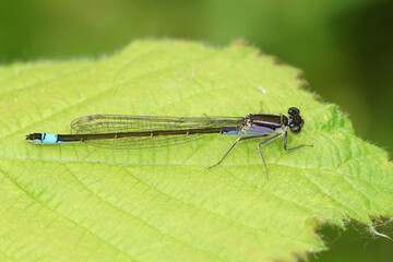 Detailed closeup on a blue-tailed damselfly, Ischnura elegans sitting on a green leaf
