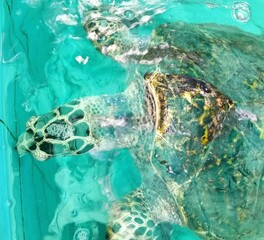 green sea turtle