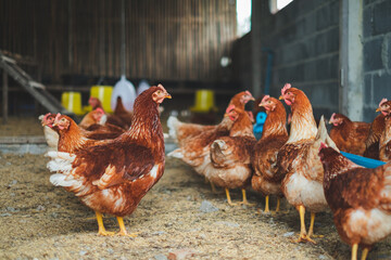 A group of hen or chicken in farm or hen house, Concept of caring farming or agriculture. An...