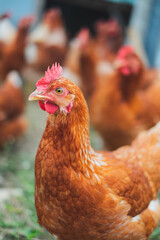 A close up look of healthy Chicken or hen , Concept of caring farming or agriculture. An eco-friendly or organic farm. Free cage hen, happy and healthy chicken in outdoor farm. slow lifestyles.