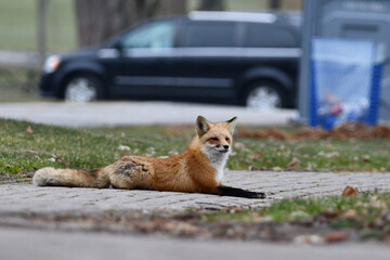 American Red Fox lays down on a foot path in public park and looks around