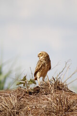 brown owl protecting its nest