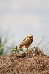 brown owl protecting its nest