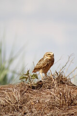 brown owl protecting its nest