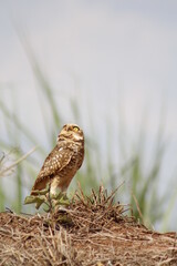brown owl protecting its nest