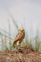 brown owl protectinbrown owl protecting its nestest
