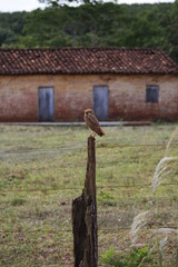 brown owl protecting its nest