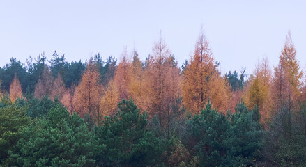 Autumn forest details. Leafs, mushrooms, logs. Moody forest