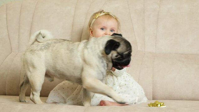 A little baby girl claps her hands, sits on the couch with a pug, friendship of children and dogs