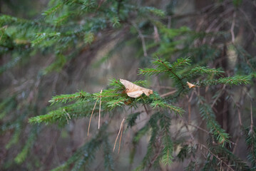 spruce branch in dark autumn forest