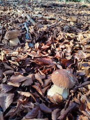 Coppia di grossi funghi porcini (boleti) ritrovato nei boschi della Liguria. Sassello, Parco del Beigua