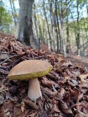 Grosso fungo porcino dei boschi dell'Emilia Romagna. Faggeta passo del Cerreto. Parco Nazionale Appenino Tosco Emiliano