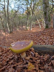 Grosso fungo porcino dei boschi della Liguria. Faggeta parco dell'Beigua. Molto maturo
