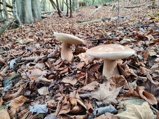 Coppia di grossi funghi porcini (boleti) ritrovato nei boschi della Liguria. Sassello, Parco del...