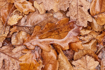 Autumn forest details. Leafs, mushrooms, logs. Moody forest