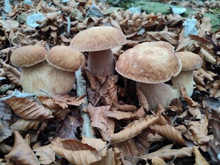 Famiglia di funghi porcini (boleto) ritrovati nei boschi della Liguria. Sassello, Parco del Beigua
