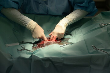 Kolik Operation beim Pferd, Details