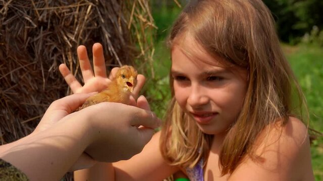 Adorable long-haired girl is touching the cute chicken on the village farm