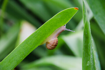 Snail climbing up a green leaf