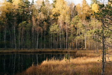 golden moss in the swamp, autumn landscape