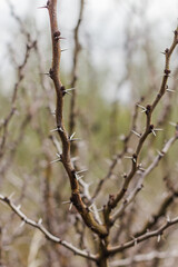 Close up of a branch with many sharp thorns