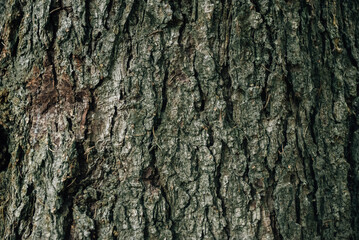 Bark of tree in forest. Closeup of the bark of an old tree