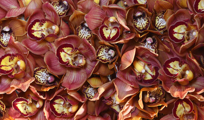 brown orchid flowers or phalaenopsis flowers brown, dark orchid backgrounds.