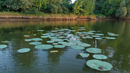 Top view of water lilies with white flowers in a pond in Japan