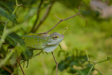 Lizard, dragon, Chameleon, Green lizard, Calotes mystaceus, Indo-Chinese perched on tree on blurred...