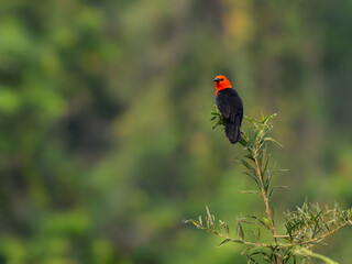 Scarlet-headed Blackbird perched on tree branch on green background