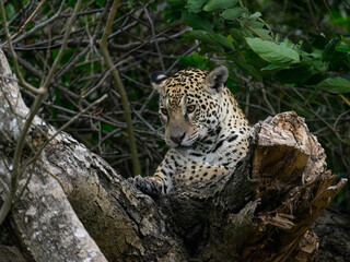 Naklejka na ściany i meble Wild Jaguar lying down on fallen tree trunk in Pantanal, Brazil