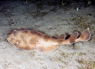 A Lesser Electric Ray (Narcine brasiliensis) in Florida, USA