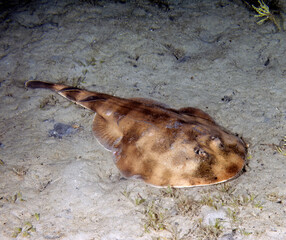 A Lesser Electric Ray (Narcine brasiliensis) in Florida, USA