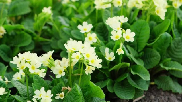 Easter concept. Primrose Primula with yellow flowers in flowerbed in spring time. Inspirational natural floral spring or summer blooming garden or park. Hello spring