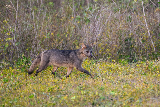 Maikong Images Browse 47 Stock Photos, Vectors, and Video Adobe Stock