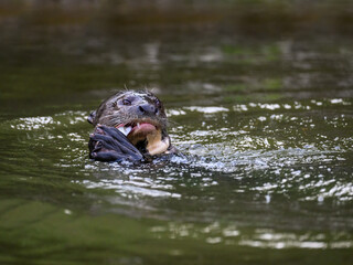 Fototapeta premium Close-up of Giant Otter swimming in green water and eating a fish