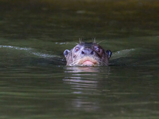 Fototapeta premium Close-up of Giant Otter Swimming in Green Water