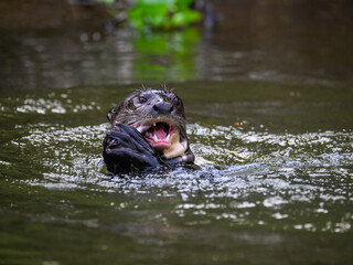 Close-up of Giant Otter swimming   in green water and eating a fish