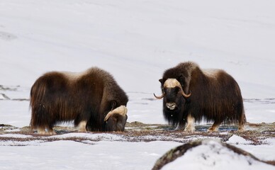 Muskox in Dovrefjell National Park - Norway