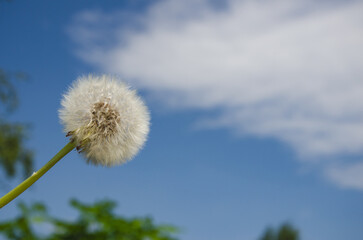 one white dandelion against a blue sky