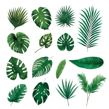 Vector set of tropical leaves. Hand drawn Palm leaves illustration in watercolor vector set © OLGA