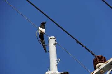Australian magpie in Maitland NSW Australia perched on a power pole.