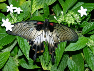 motyl Papilio lowi