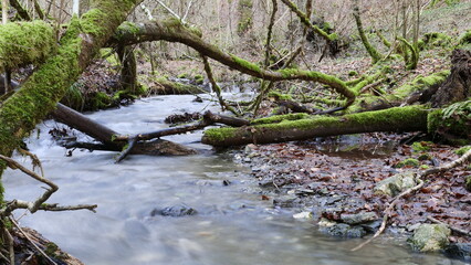 Der Bach im Unterholz