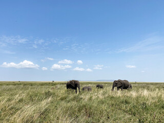 Obraz premium Elephant herd in Serengeti National Park